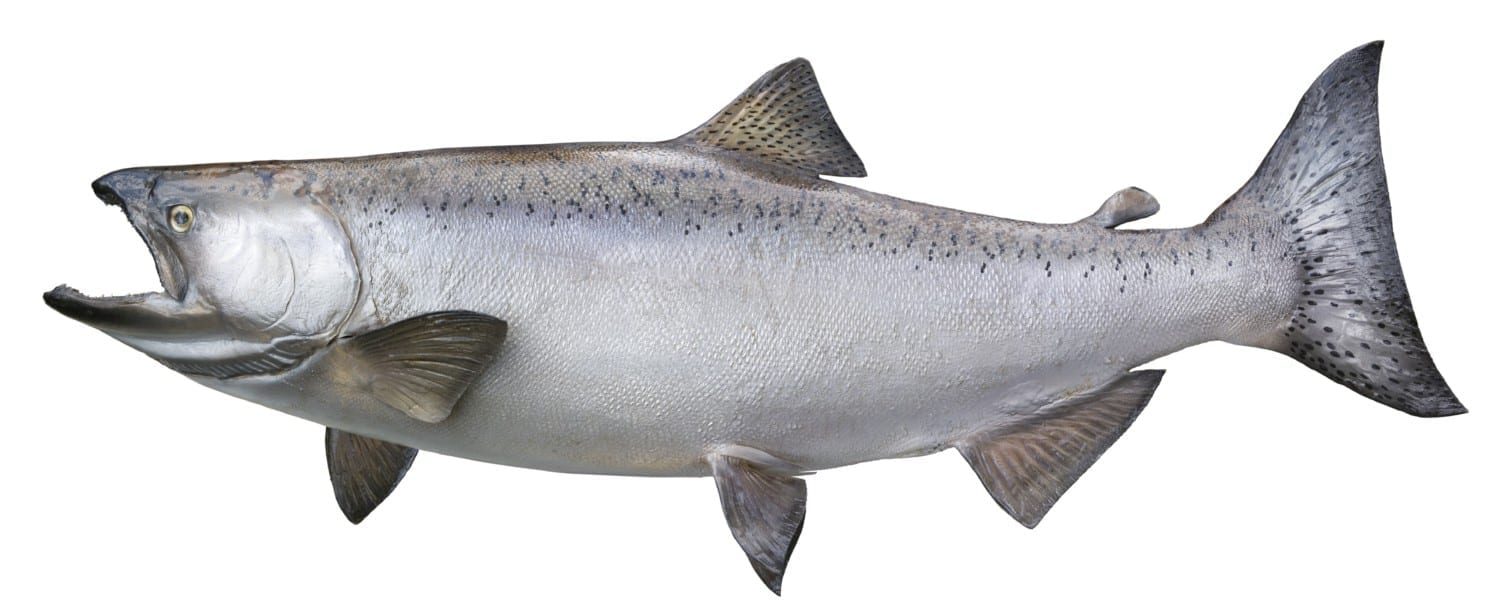 Fishing - Giant King Salmon!