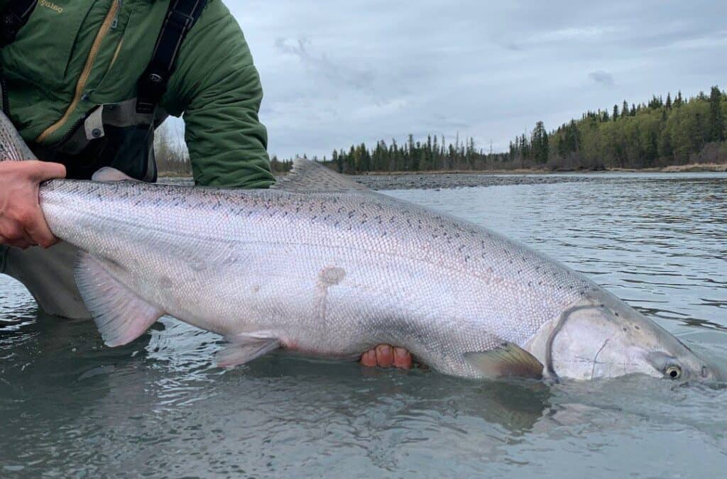 King Salmon fishing on one of our fishing packages.