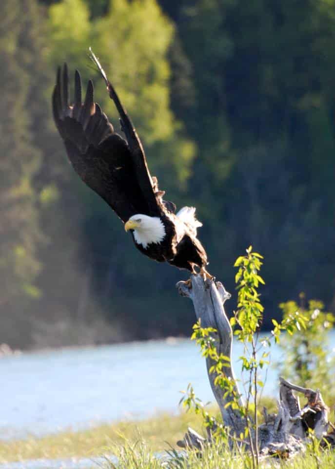 Majestic bald eagle perched on a tree branch near the Kenai River in Alaska.
