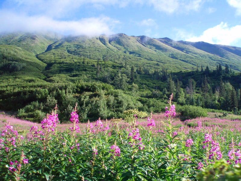 Hike through meadows of flowers new Girdwood.