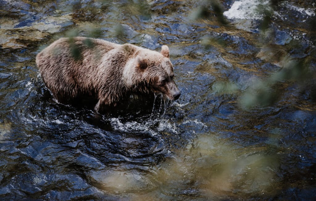 Bear swimming in the Kenai River, surrounded by flowing water and natural scenery.