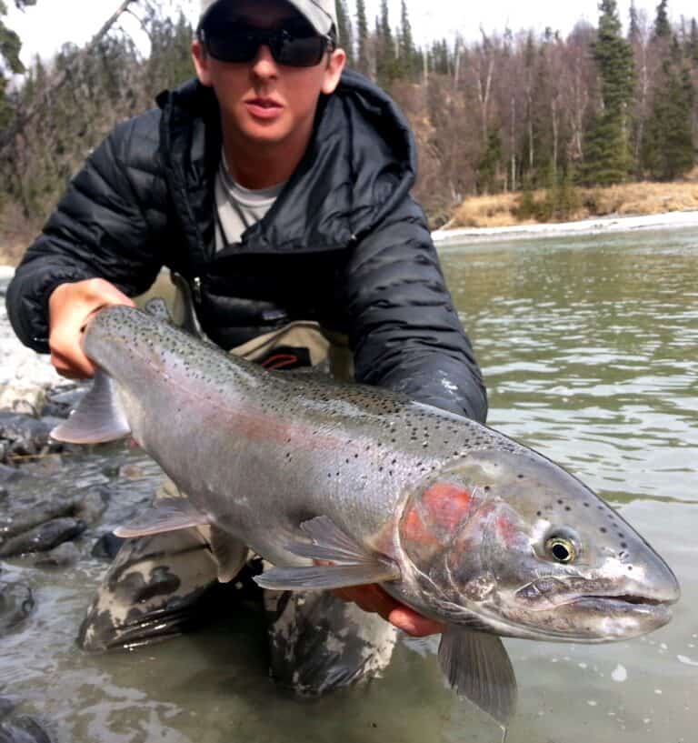 Guide with a kasilof river steelhead on a guided fishing trip
