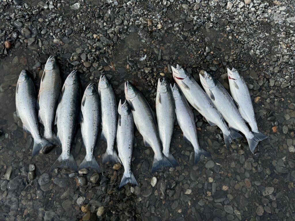 sockeye salmon limit laying in river bank 2024
