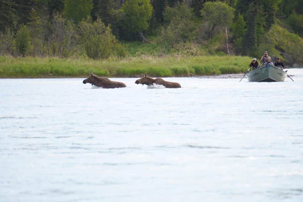 Moose swimming across Kasilof River King Salmon Fishing