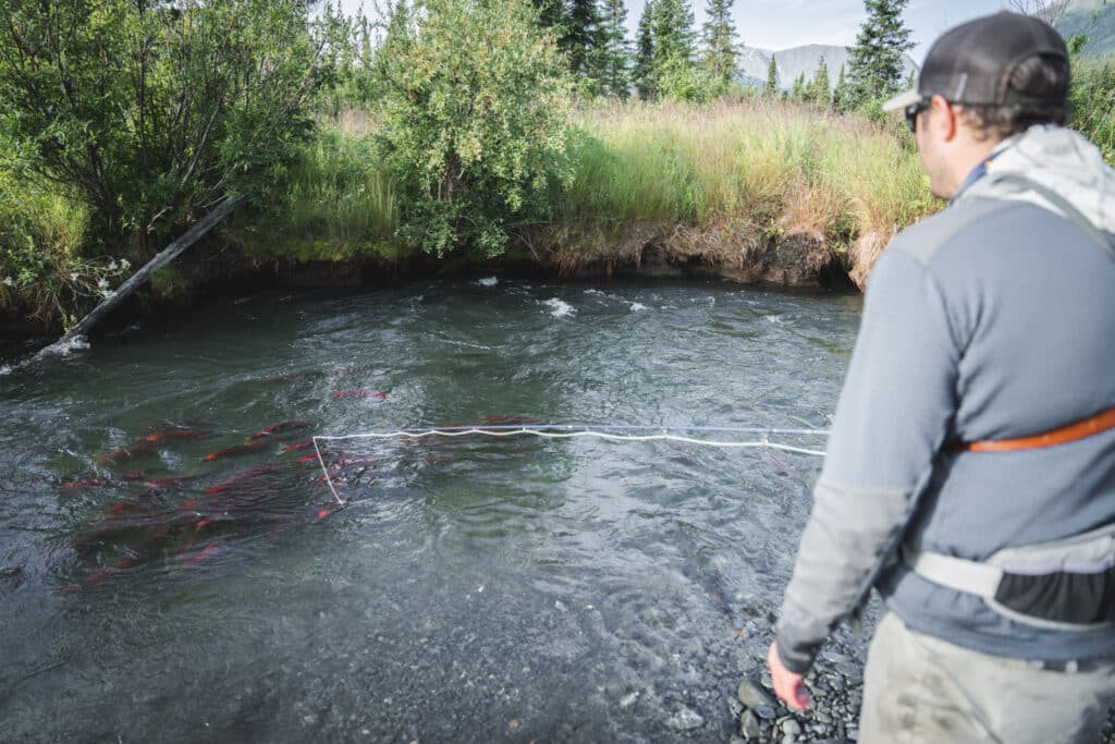 Alaska Fly Fishing Trips Wade Fishing Small Streams