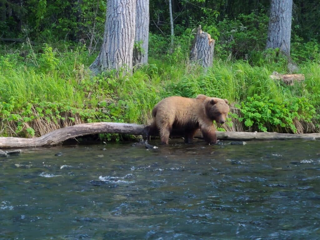brown bear on the kasilof river in May