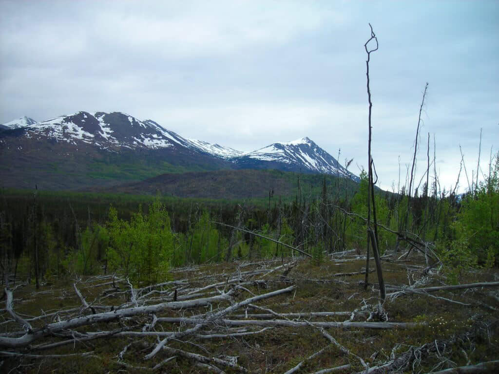 Snow-capped mountains over a green forest with leafless trees and fallen branches in the foreground.