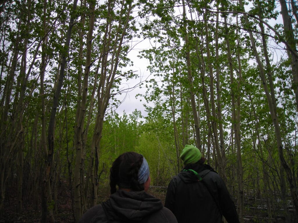 Dense forest scenery with two people exploring the woods in daytime Exploring the lush forest with two hikers enjoying nature in daylight Fresh green trees and hikers in the forest during a cloudy day at Kenai River Drifters Lodge.