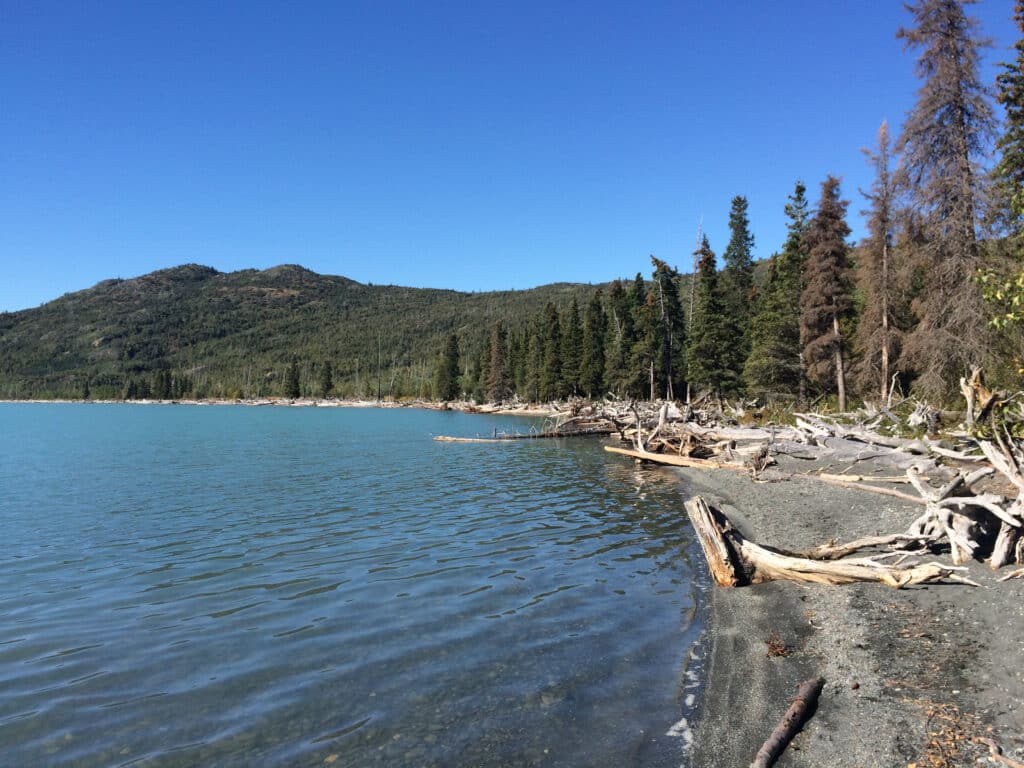 Serene view of Kenai River with driftwood and pine trees along the shoreline under a clear blue sky.