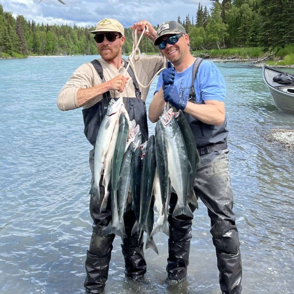 Catching salmon while on a fishing package at Drifters Lodge