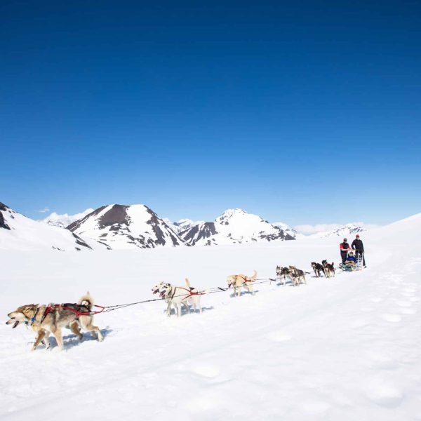 Husky sled dogs pulling a sled across snowy Alaskan landscape under clear blue sky.