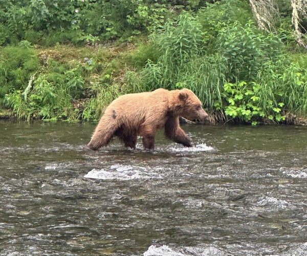 Brown bear wading in a river surrounded by lush green foliage at Kenai River Drifters Lodge.
