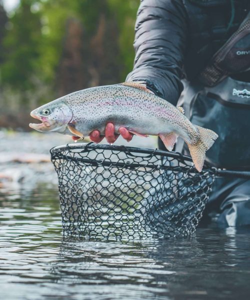 Rainbow trout caught in a river, held with a fishing net during outdoor fishing activity.