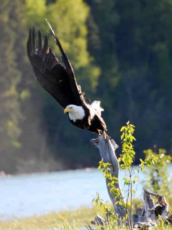 Majestic bald eagle perched on a tree branch near the Kenai River in Alaska.