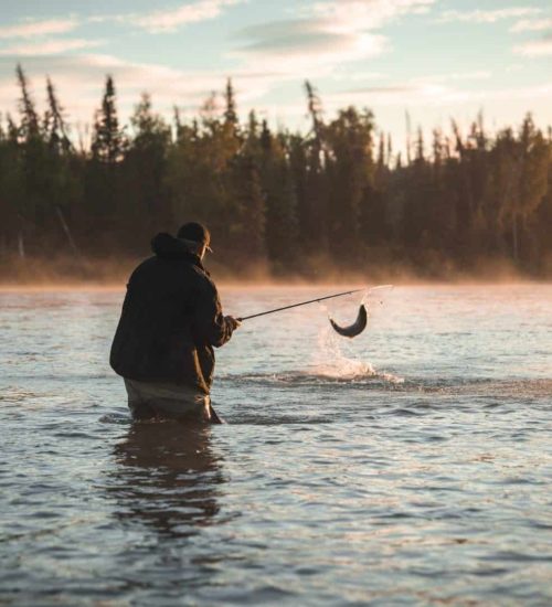 Sockeye Salmon Fishing In July Alaska