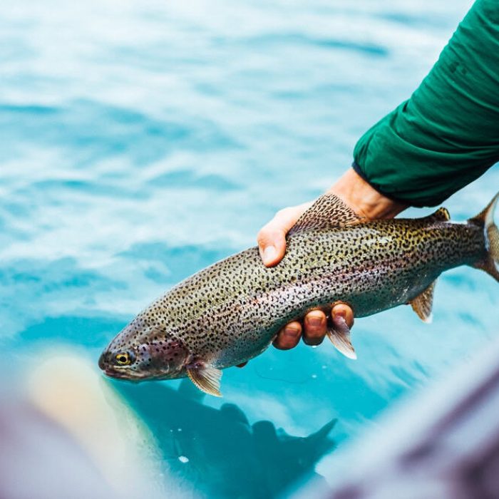 Rainbow trout caught on a half day fishing trip on the kenai river