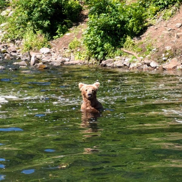 Bear viewing trip in Alaska | Fishing Package Activity Substitution