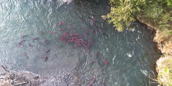 School of salmon swimming in the Kenai River near the shoreline, surrounded by lush greenery and rocky banks.