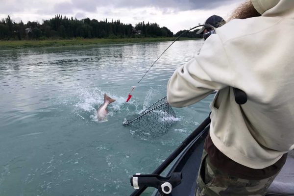 Kasilof River Fishing Salmon King Salmon