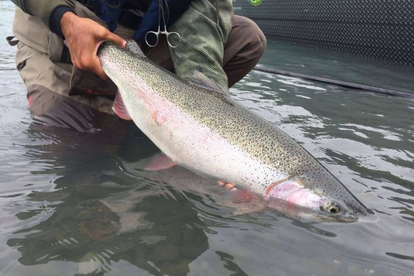 Big Kenai River Rainbow Trout