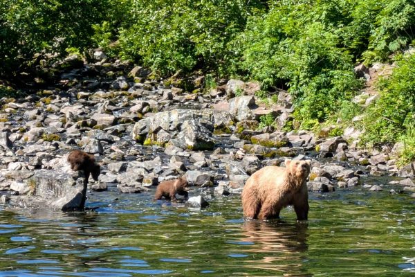 Bears fishing in the Kenai River with lush green foliage in the background.